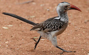 Southern Red-billed Hornbill