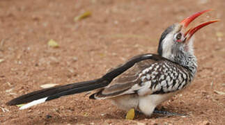 Southern Red-billed Hornbill