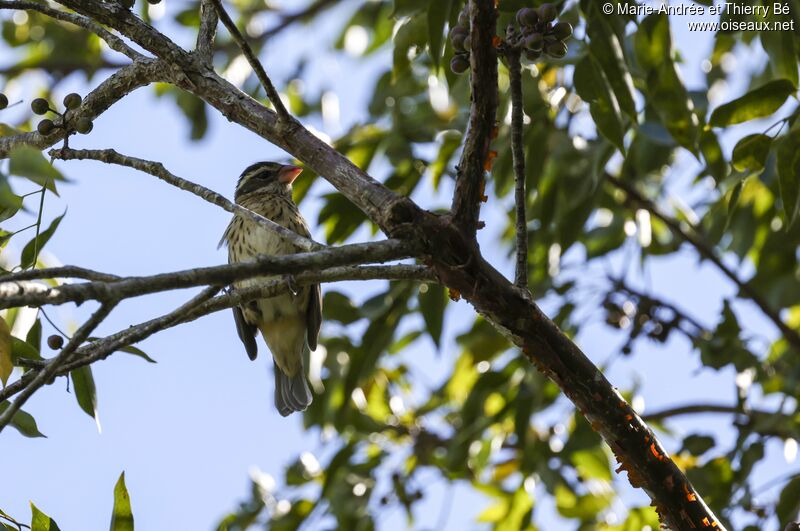 Rose-breasted Grosbeak