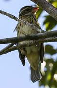 Rose-breasted Grosbeak