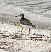 Lesser Yellowlegs