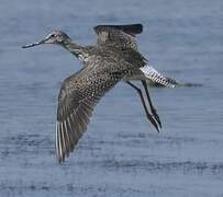 Greater Yellowlegs