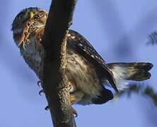 Cuban Pygmy Owl