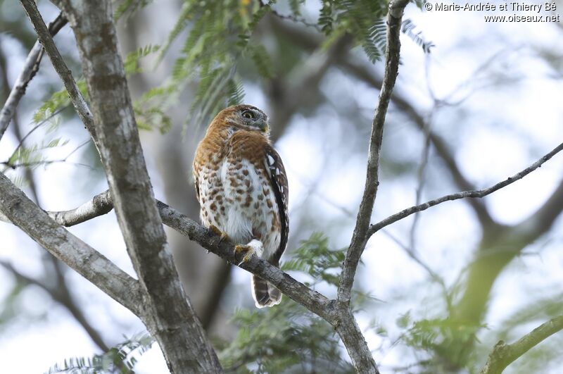 Cuban Pygmy Owl