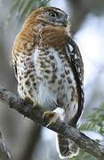 Cuban Pygmy Owl