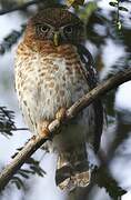 Cuban Pygmy Owl