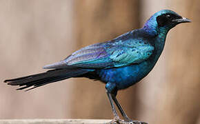 Burchell's Starling