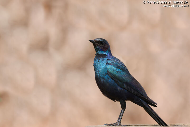 Burchell's Starling