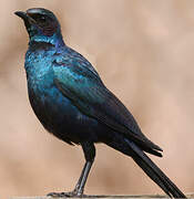 Burchell's Starling