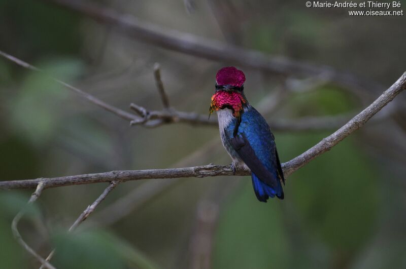 Bee Hummingbird male