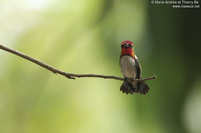 Bee Hummingbird male