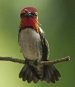 Bee Hummingbird