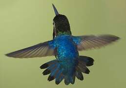 Bee Hummingbird