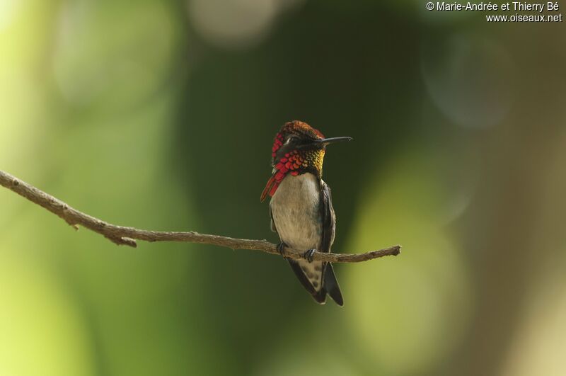 Colibri d'Helen mâle