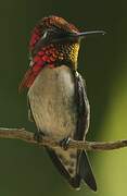 Bee Hummingbird