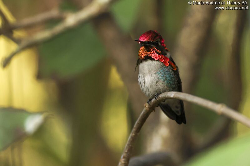 Colibri d'Helen mâle