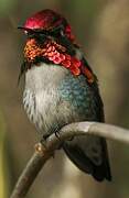 Bee Hummingbird