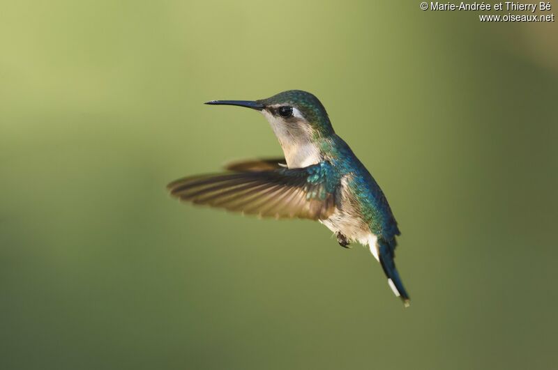 Bee Hummingbird female