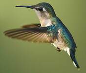 Colibri d'Helen