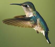 Bee Hummingbird