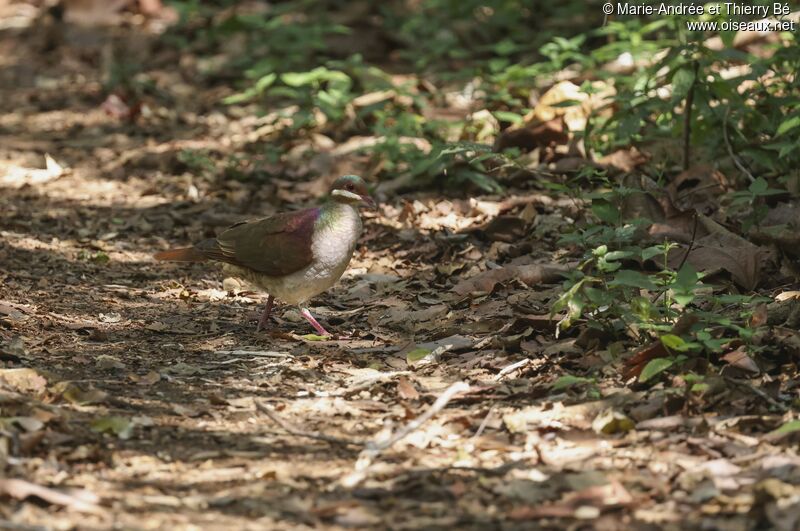 Key West Quail-Dove