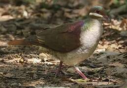 Key West Quail-Dove