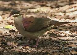 Key West Quail-Dove