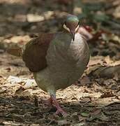 Key West Quail-Dove