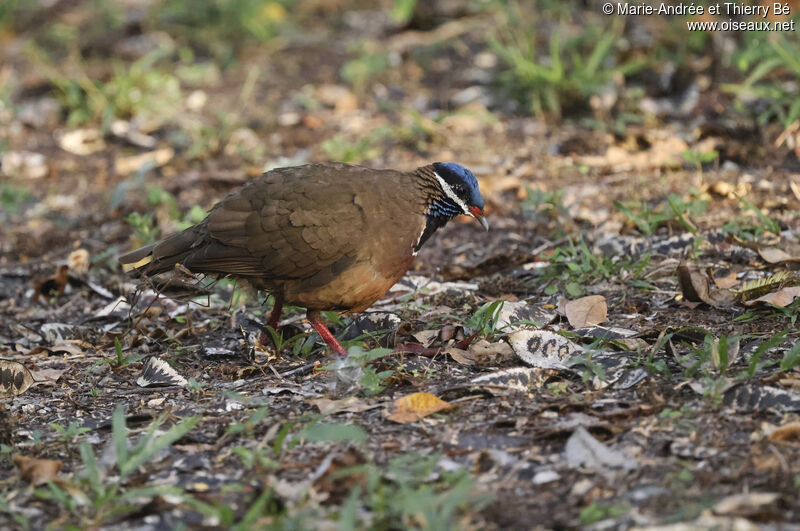 Colombe à tête bleue