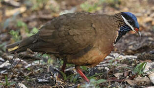 Blue-headed Quail-Dove