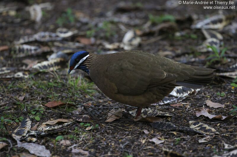 Blue-headed Quail-Dove