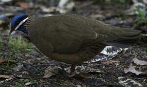 Blue-headed Quail-Dove