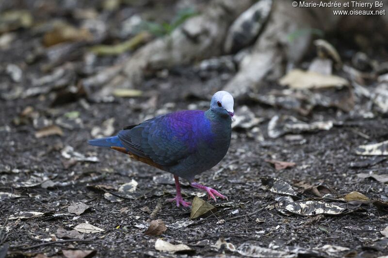 Grey-fronted Quail-Dove