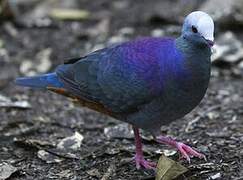 Grey-fronted Quail-Dove