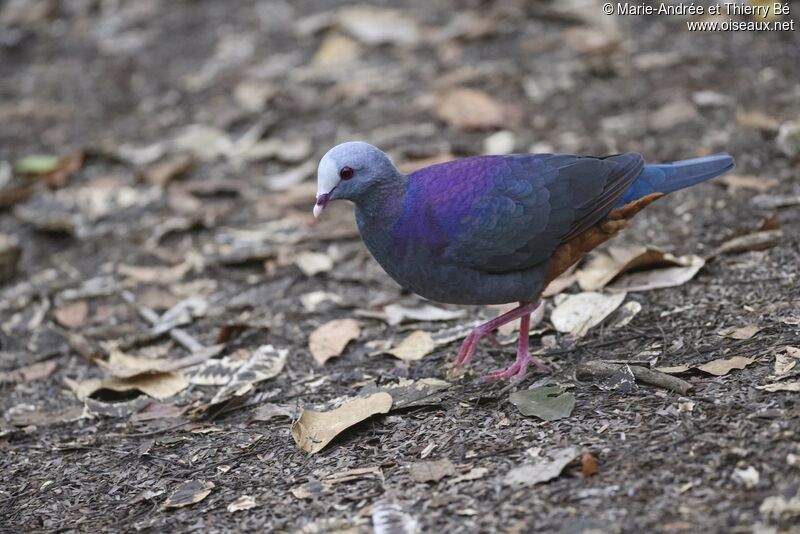 Grey-fronted Quail-Dove