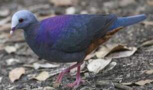 Grey-fronted Quail-Dove