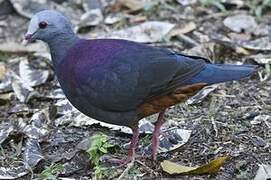 Grey-fronted Quail-Dove