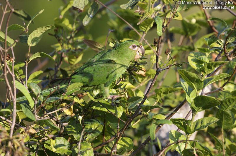 Cuban Parakeet