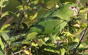 Cuban Parakeet