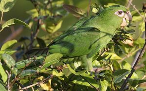 Conure de Cuba