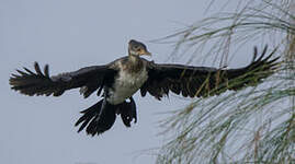 Cormoran africain