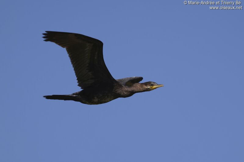 Neotropic Cormorant