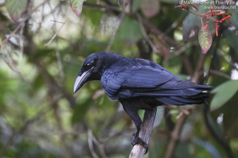 Cuban Crow