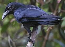 Cuban Crow