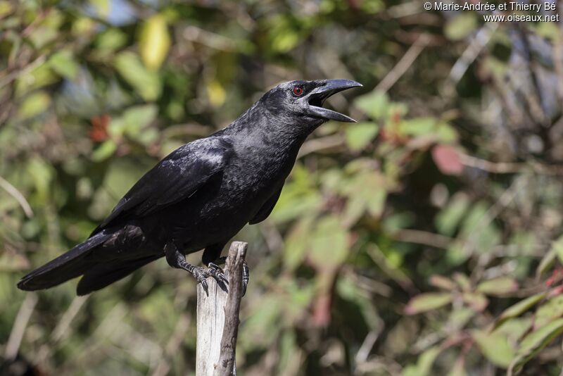 Cuban Crow