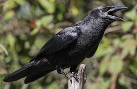 Cuban Crow