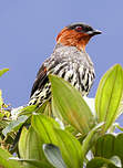 Cotinga à tête rousse