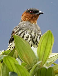 Cotinga à tête rousse