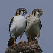 American Kestrel