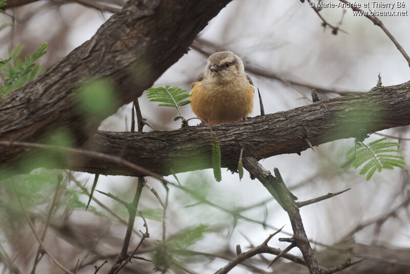 Long-billed Crombec